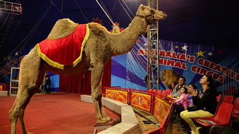 Gallery Circus Thrills For Special Young Guests St George