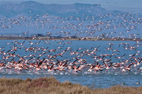 Qué ver y hacer en Delta del Ebro planes para disfrutar de este