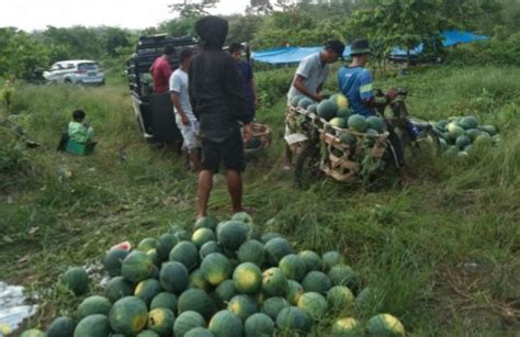 Belajar Otodidak Petani Semangka Ini Sukses Raup Laba Hingga 4 Kali