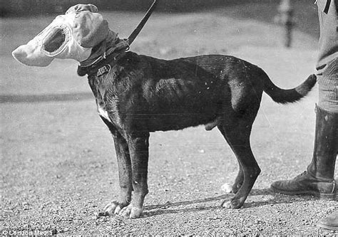 Pictures Surface Showing Dogs In Gas Masks During Wwii Daily Mail Online