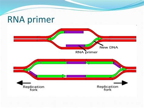 Dna Replication In Prokaryotes