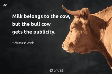 40 Cow Quotes about the Gentle Bovines (2024)