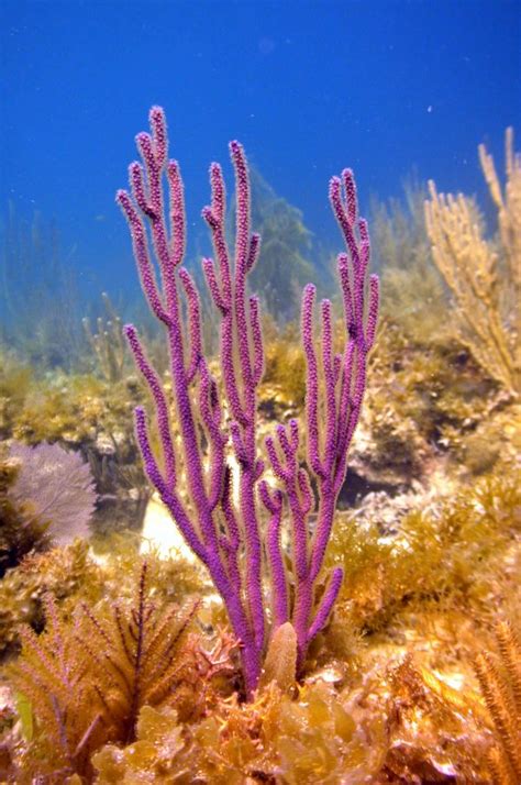 Purple Sea Rod Candalabra Gorgonian Kp Aquatics