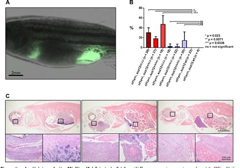 Figure From Suz Inactivation In P And Nf Deficient Zebrafish