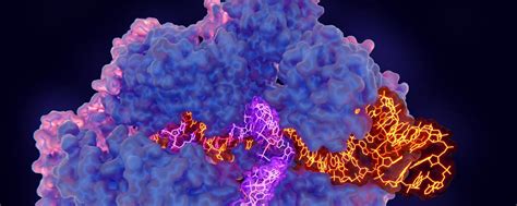 Context Seq CRISPR Cas9 Targeted Nanopore Sequencing For Transmission