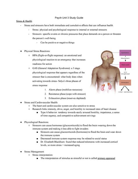 Copy Of Psych Unit 3 Study Guide Psych Unit 3 Study Guide Stress