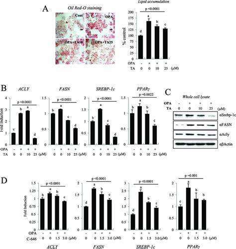 Ta Attenuated Lipid Accumulation In Hepg2 Cells A Opa Induced Lipid