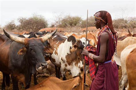 Visiting Maasai Villages Around The Bomang Ombe Maasai Tour