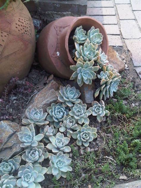 50 Best Succulent Garden Ideas For 2023