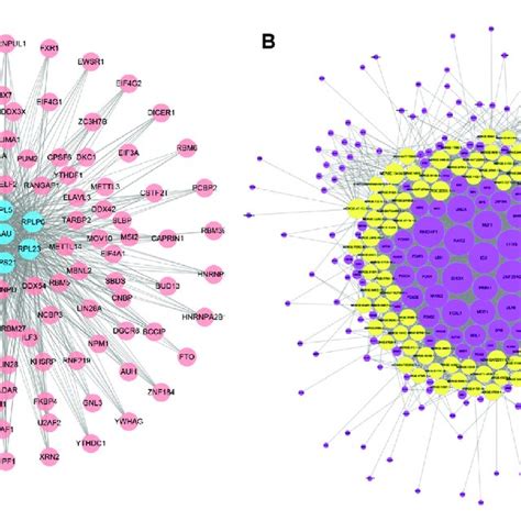 Mrna Rbp And Tf Lncrna Networks A Diagram Of The Interaction