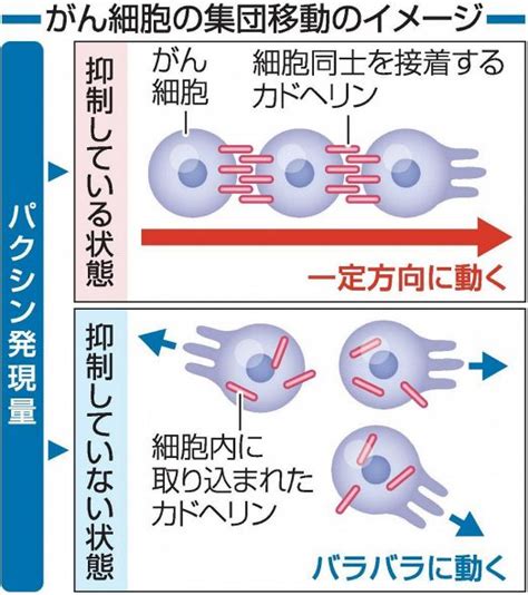 がん集団移動 制御タンパク質特定 岡山大教授らの研究グループ：山陽新聞デジタル｜さんデジ