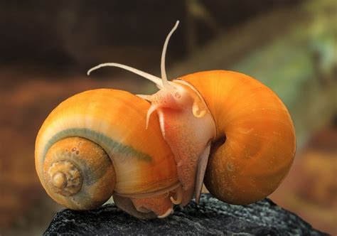 Black Mystery Snail Size