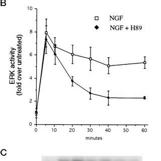 Activation Of Erk By Camp And Ngf And Inhibition By Pka Inhibitors A