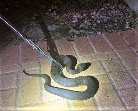 Venomous Water Moccasin Bite Captured On Doorbell Camera | Miami, FL Patch