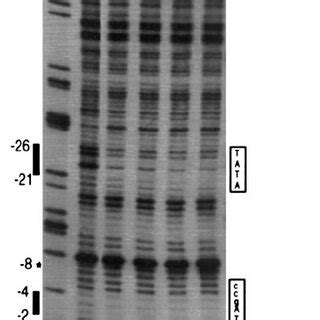 Specificity Of RHMG I Enhancement Of ICP4 Binding DNA Binding