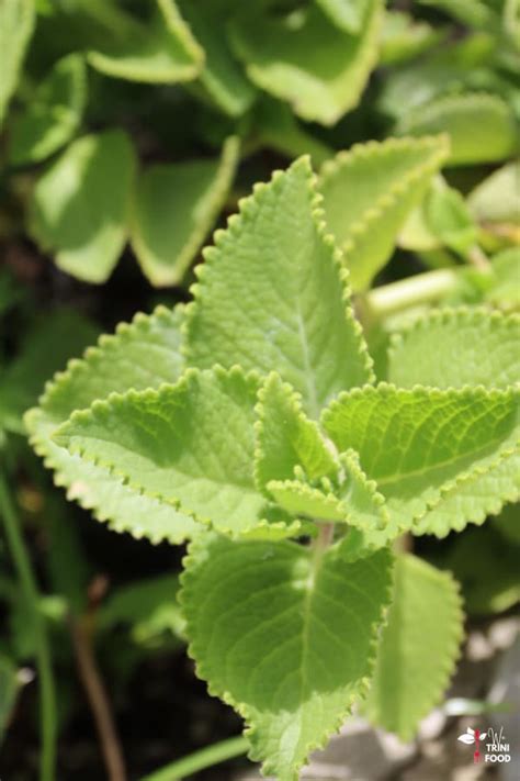 Cuban Oregano (Spanish Thyme): Benefits, Uses and More - We Trini Food