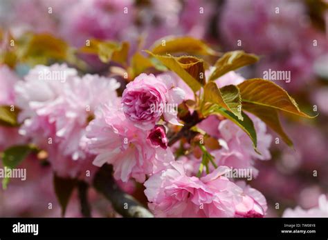 Japanese cherry blossoms Kyushu cherry blossoms Stock Photo - Alamy