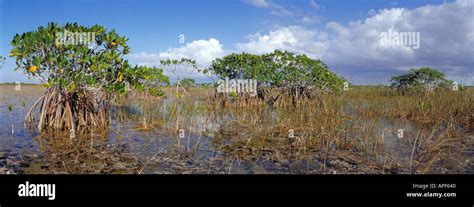 Interlacing Prop Roots Support Red Mangroves In Sawgrass Marsh