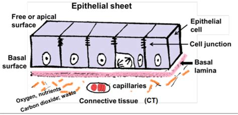 Lecture 3 And 4 Epithelium Flashcards Quizlet