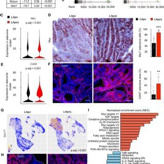 Lef1 Deletion Increases Tumor Initiation And Growth In Apc Mutant