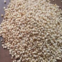 Millet Seed White Millet Seed Wholesaler From New Delhi