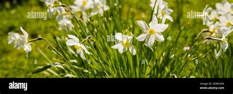 Nature Rustic Spring Background With Yellow Flowers Daffodils Growing