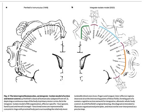 Neuroplasticity In Action How Movement Shapes Our Brain And Body