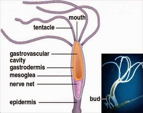 CNIDARIANS CHARACTERISTICS AND CLASSIFICATION OF PHYLUM COELENTERATA