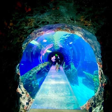 Reasons to Visit the Mississippi Aquarium in Gulfport, MS - Adventure Mom