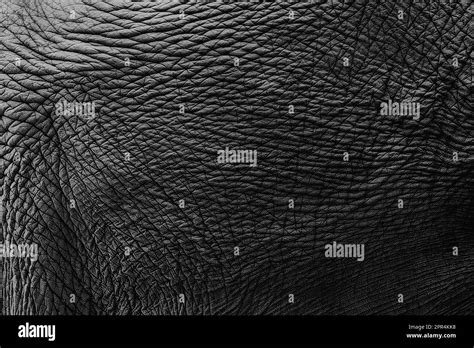 Elephant Skin Material Texture For Background Asian Elephant Mammal
