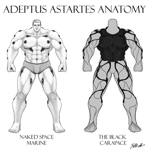 Artstation Adeptus Astartes Space Marine Anatomy Naked Space