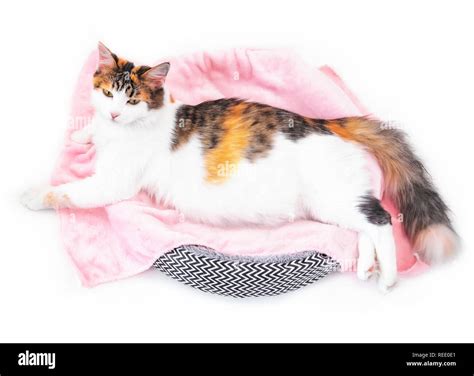 Cat Pregnancy Pregnant Calico Cat With Big Belly Laying On The Pink