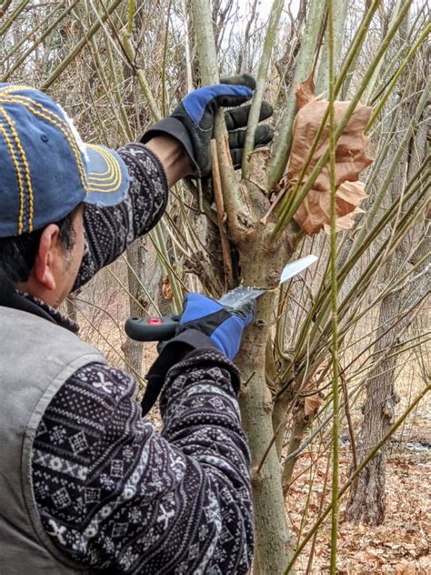 Cutting Back The Pussy Willows The Martha Stewart Blog