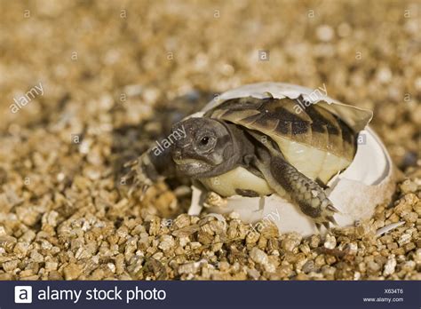 Tortoise Egg High Resolution Stock Photography and Images - Alamy