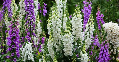 Best Foxgloves To Grow Bbc Gardeners World Magazine Off