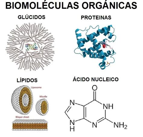 BIOMOLÉCULAS Qué son Características Tipos Función Importancia