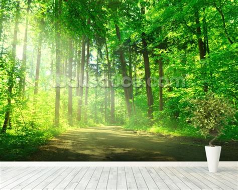 Forest Path In Sunshine Wallpaper Wall Mural Wallsauce Uk