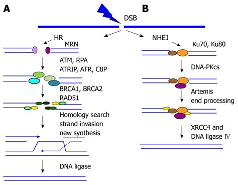 Homologous Recombination Of Dna Repair Pdf