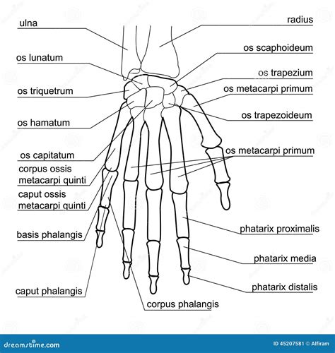 Struttura Dell Osso Della Mano Umana Illustrazione Vettoriale