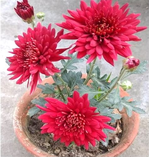 How To Grow And Care For Your Chrysanthemum Guldaudi Plants