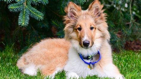 Rough Collie Puppies: Everything a New Owner Should Know