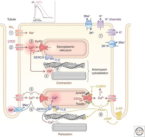 Calcium Signaling In Cardiomyocyte Function