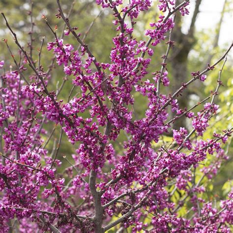 Buy 'Forest Pansy' Redbud Online | Flowering Trees | Bay Gardens