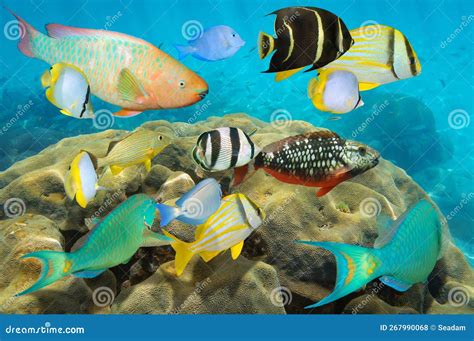 Various Colorful Tropical Fish Underwater In The Caribbean Sea Stock