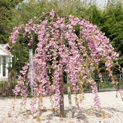 Dwarf Weeping Cherry Blossom Tree Cherry Blossom