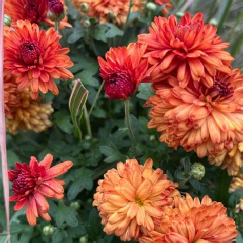 Chrysanthemum My Favorite Bronze Les Jardins Gourmands Inc