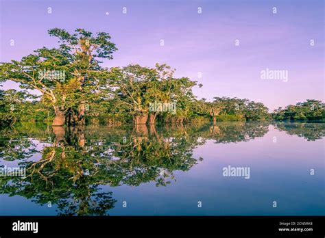 Amazon rainforest and river landscape at sunrise Stock Photo - Alamy