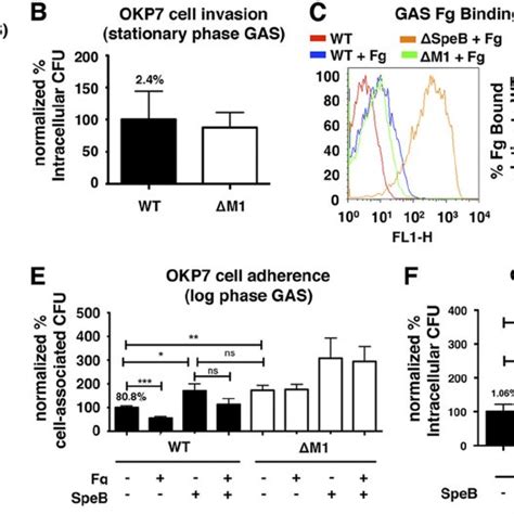 M1 Protein Fg Binding Reduces Adherence To Pharyngeal Keratinocytes