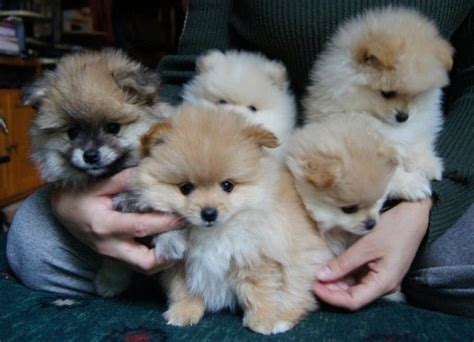 Buy Teacup Pomeranian Puppy | Teacup Pomeranian