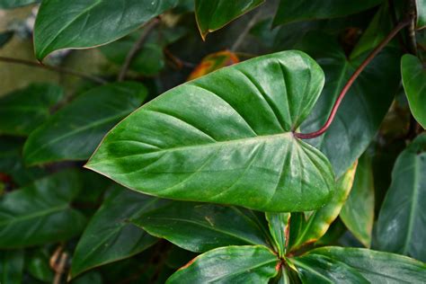 Growing Philodendron Erubescens Indoor